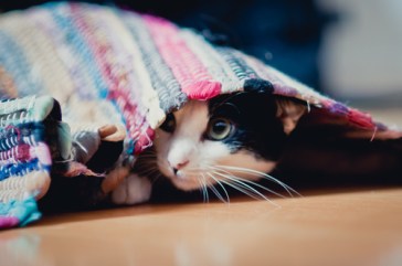 Cat-under-the-rug