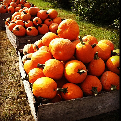 pumpkins