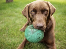 Brown Lab Ball
