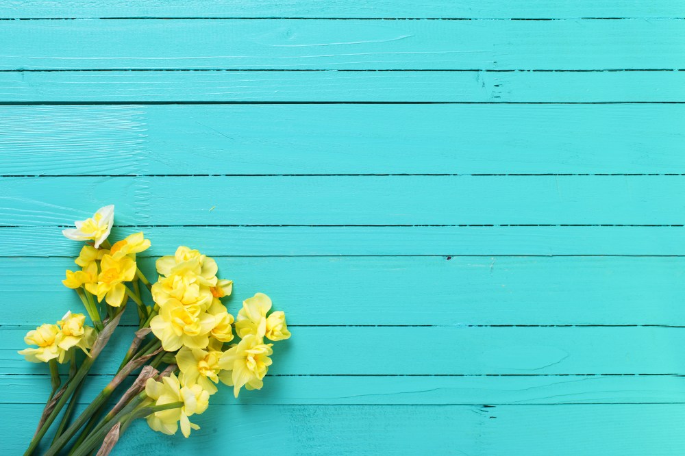 DaffodilOnWoodBackground_572637739.jpg