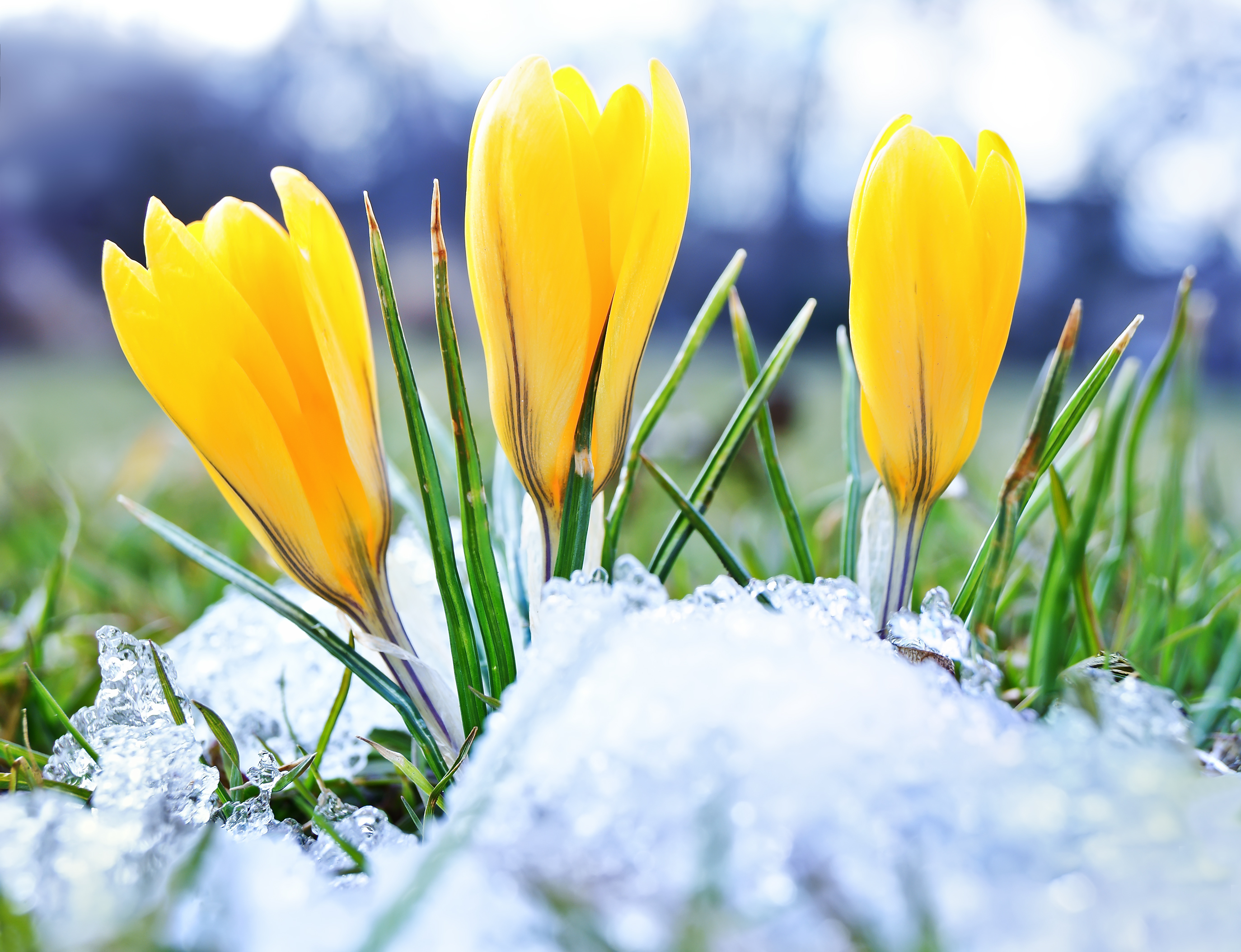 Spring Fro How To Prepare For Spring – AskHomesale.com