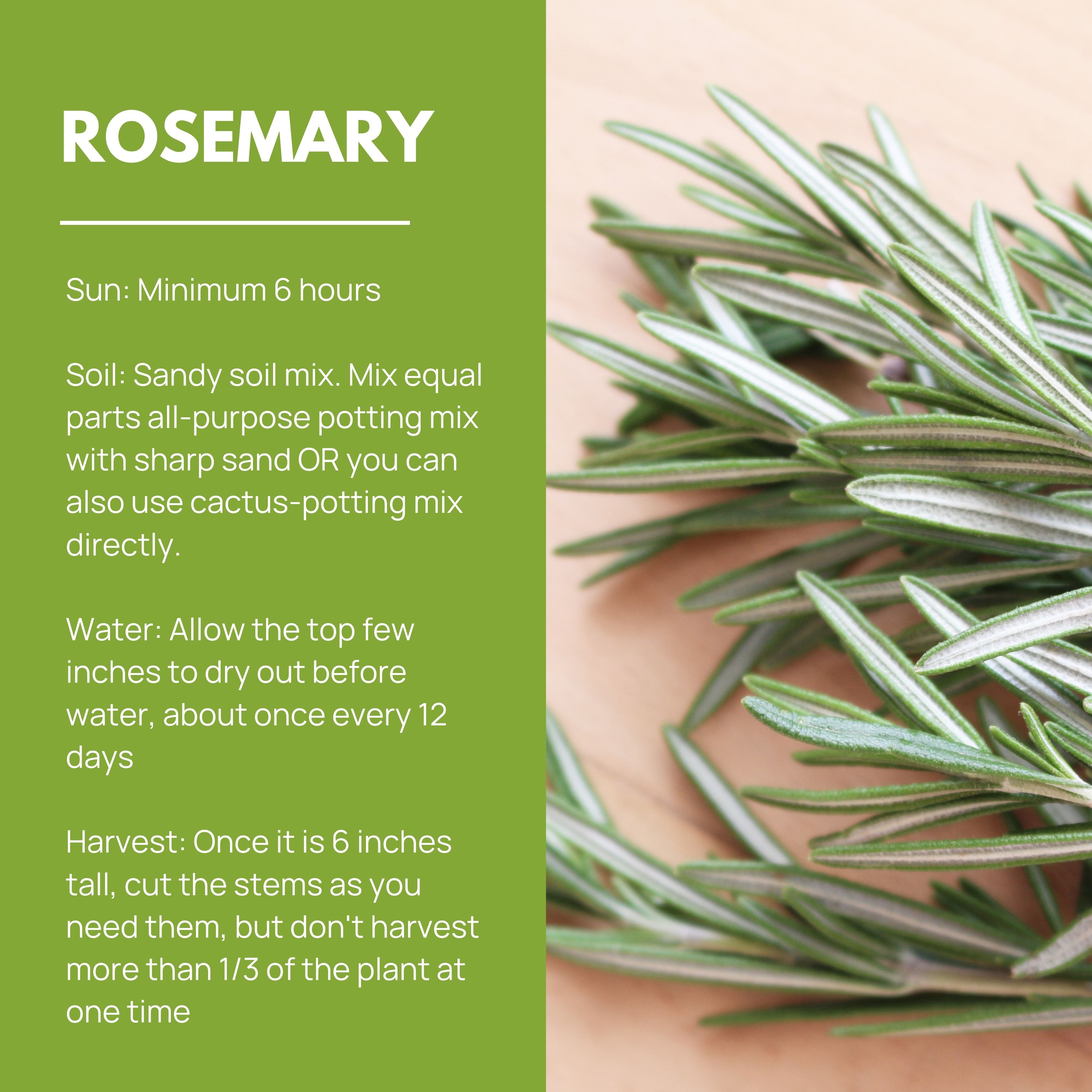 egg flower plant Poached Egg Flower